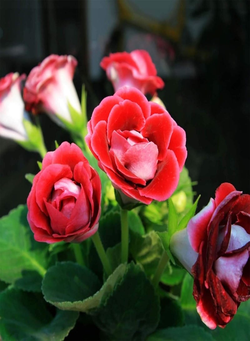 GGOOT Gloxinia Seeds 100 Seeds Colorful Flowers Seeds Easy Grow Perennial Potted Bonsai Plants Seeds Home Garden Decor Blue - Image 4