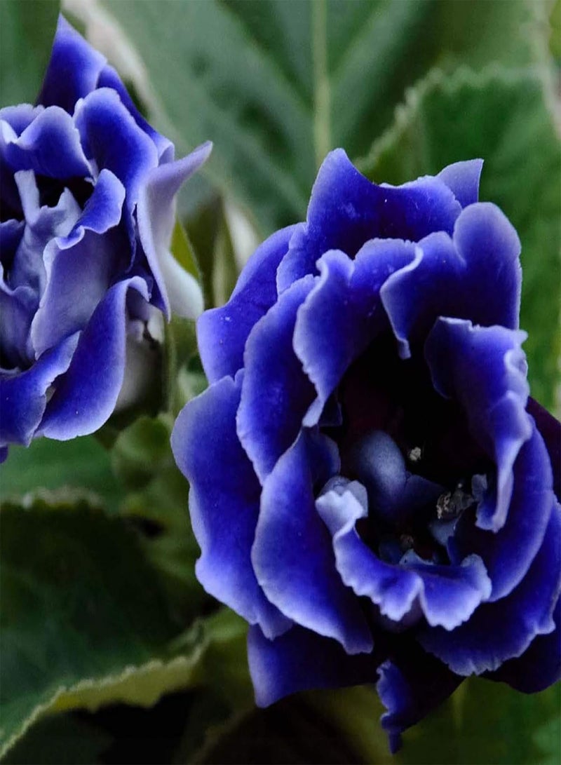 GGOOT Gloxinia Seeds 100 Seeds Colorful Flowers Seeds Easy Grow Perennial Potted Bonsai Plants Seeds Home Garden Decor Blue - Image 1