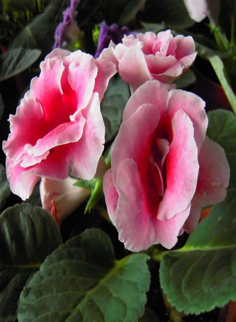 GGOOT Gloxinia Seeds 100 Seeds Colorful Flowers Seeds Easy Grow Perennial Potted Bonsai Plants Seeds Home Garden Decor Blue - Image 5