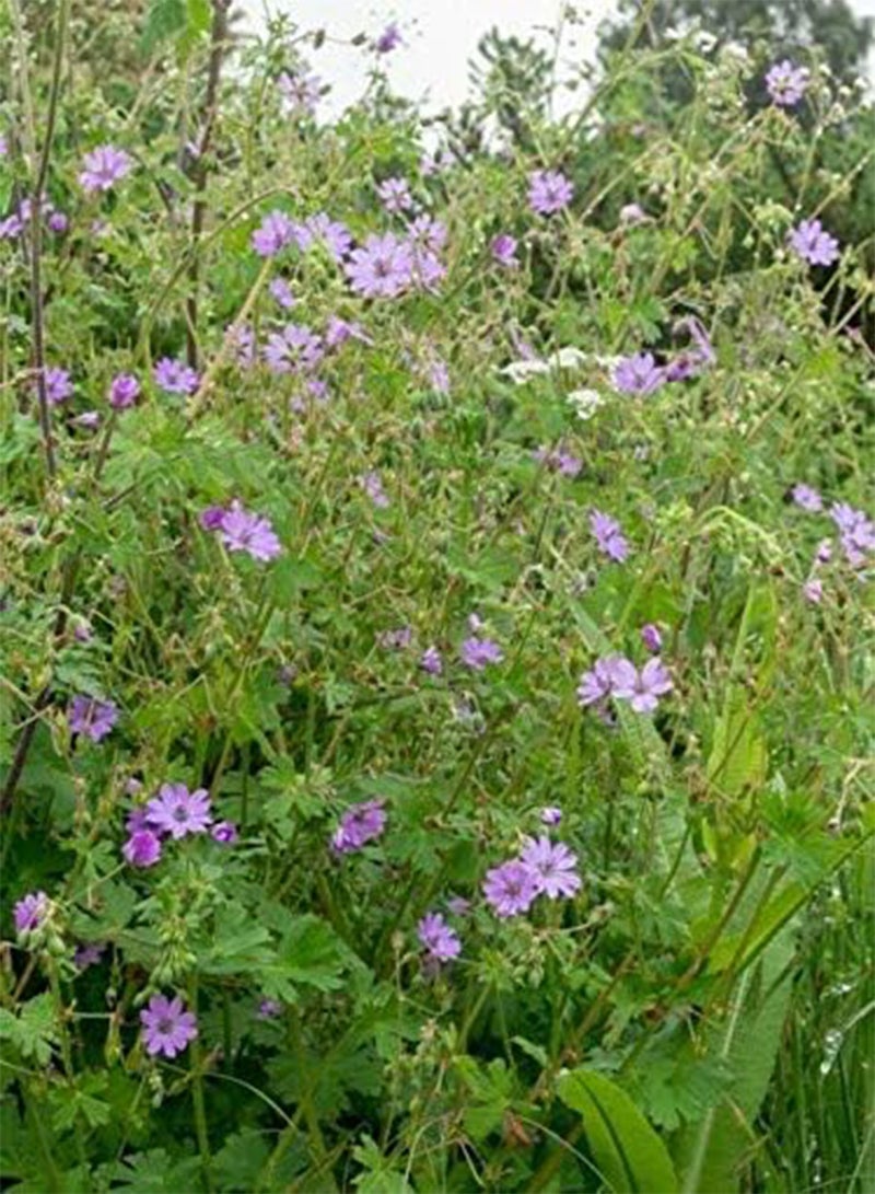 GGOOT Geranium pyrenaicum Hedgerow Crane's Bill, Approx 100 Seeds, Wild Flower - Image 2