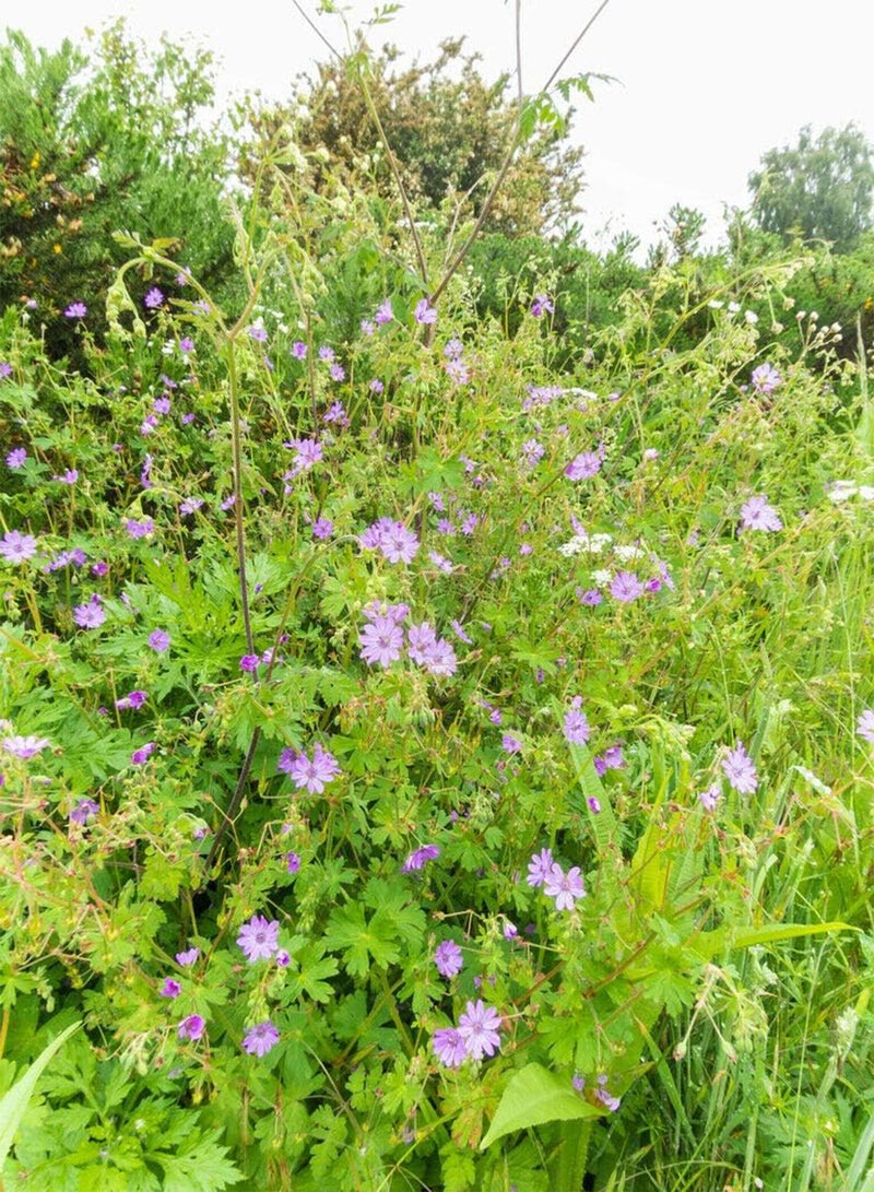 GGOOT Geranium pyrenaicum Hedgerow Crane's Bill, Approx 100 Seeds, Wild Flower - Image 3