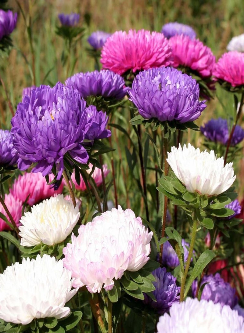 GGOOT Annual Flowers, Aster - Duchess Special Mixed - FA-AST-02. 150 Seeds Minimum per Packet.  - Image 1