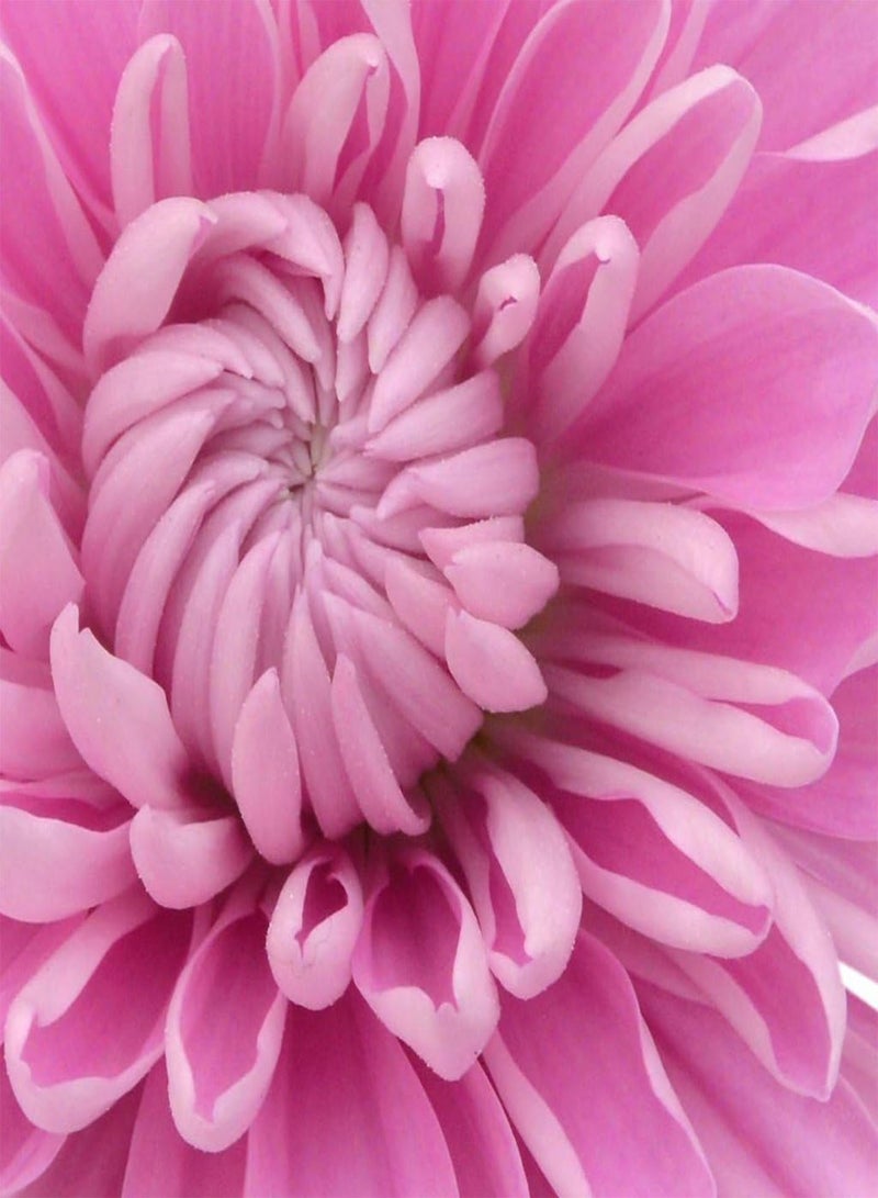 GGOOT Annual Flowers, Aster - Duchess Special Mixed - FA-AST-02. 150 Seeds Minimum per Packet.  - Image 2