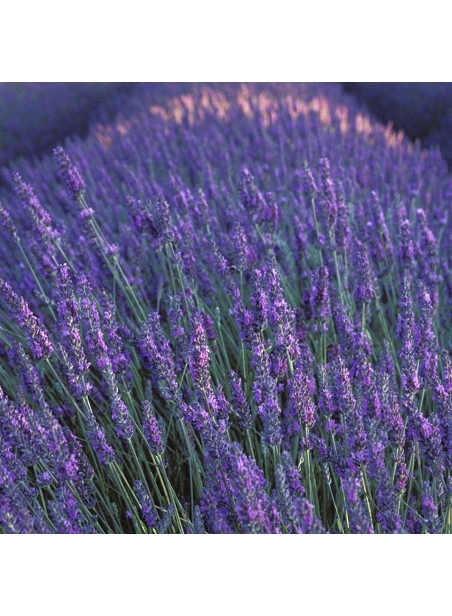 Curve عطر كولون للرجال، رائحة غير رسمية رائعة نهارًا أو ليلًا، كيرف ويف، 4.2 أونصة سائلة - Image 3