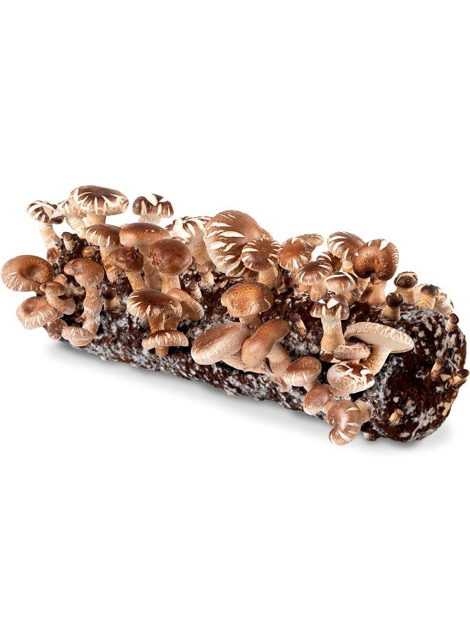 Back to the Roots Organic Shiitake Mushroom Kit; Great Gift; Easy for Beginners, For Indoor Growing (Start Growing Right Away)  - Image 1