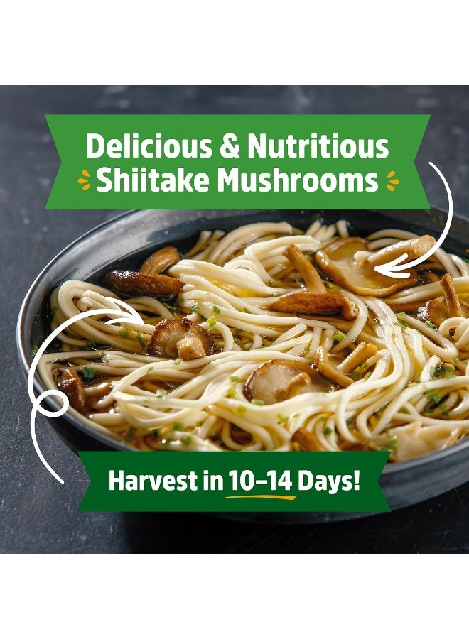 Back to the Roots Organic Shiitake Mushroom Kit; Great Gift; Easy for Beginners, For Indoor Growing (Start Growing Right Away)  - Image 2