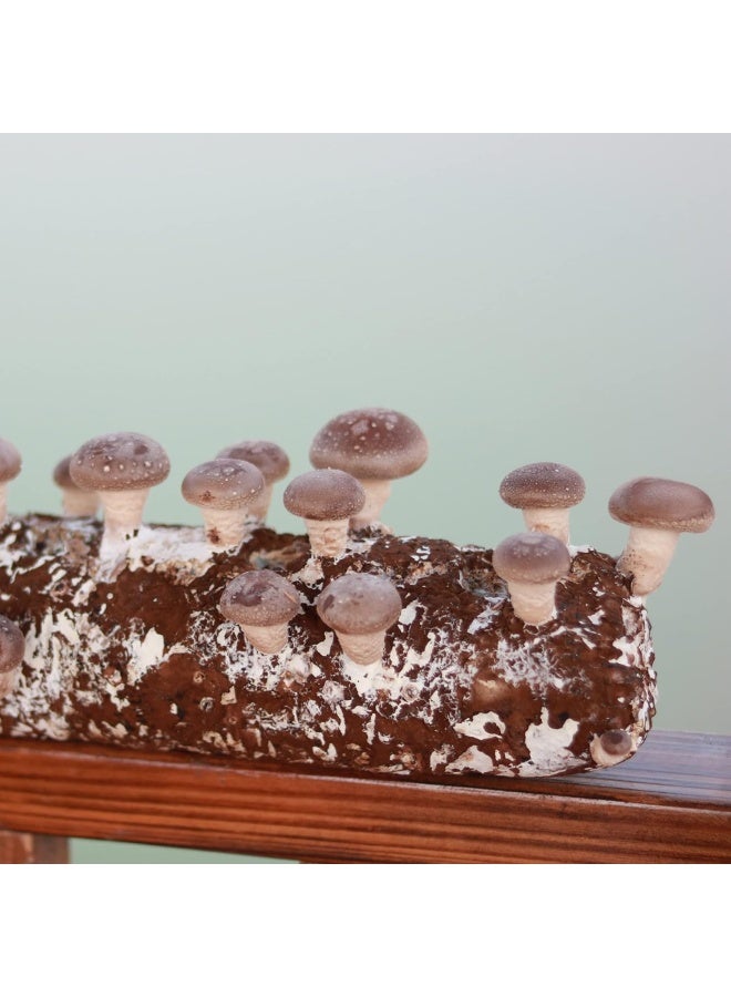 Back to the Roots Organic Shiitake Mushroom Kit; Great Gift; Easy for Beginners, For Indoor Growing (Start Growing Right Away)  - Image 5