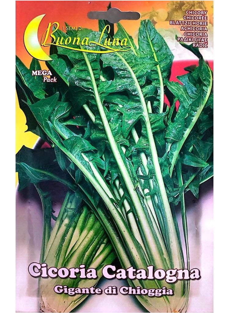 Buona Luna Chicory Seeds  - Image 1