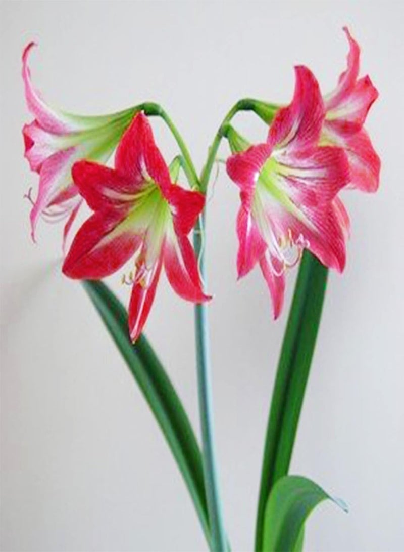 GGOOT 50Pcs/Bag Rare Red Amaryllis seeds Seeds Strong Root Perennial Planting Perennial Fragrance Amaryllis Flower seeds for Home Garden Decor Seed - Image 3