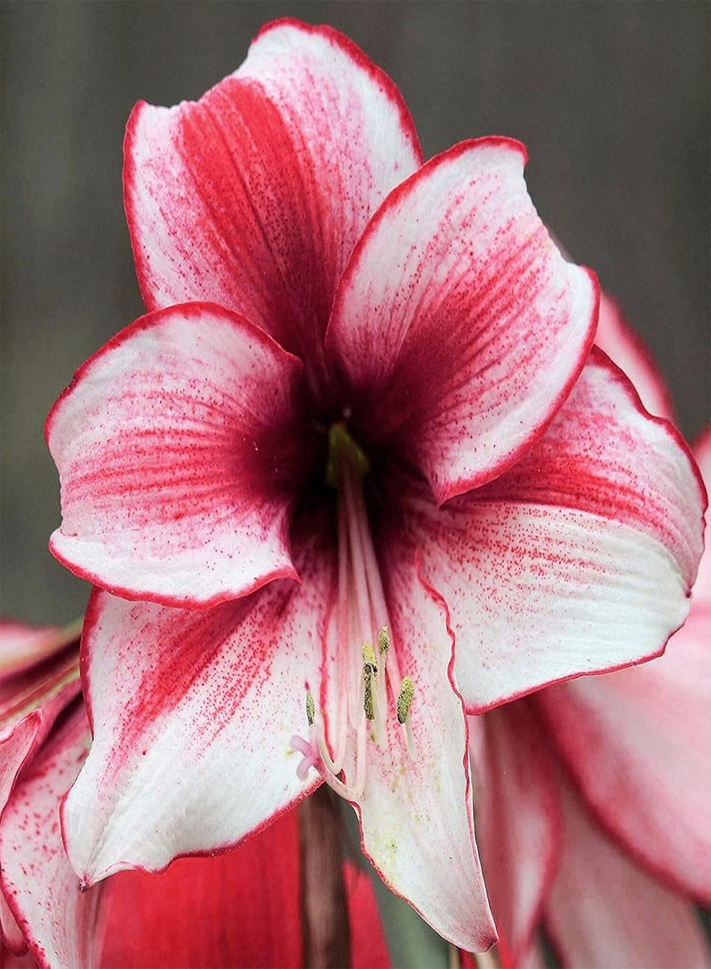 GGOOT 50Pcs/Bag Rare Red Amaryllis seeds Seeds Strong Root Perennial Planting Perennial Fragrance Amaryllis Flower seeds for Home Garden Decor Seed - Image 2