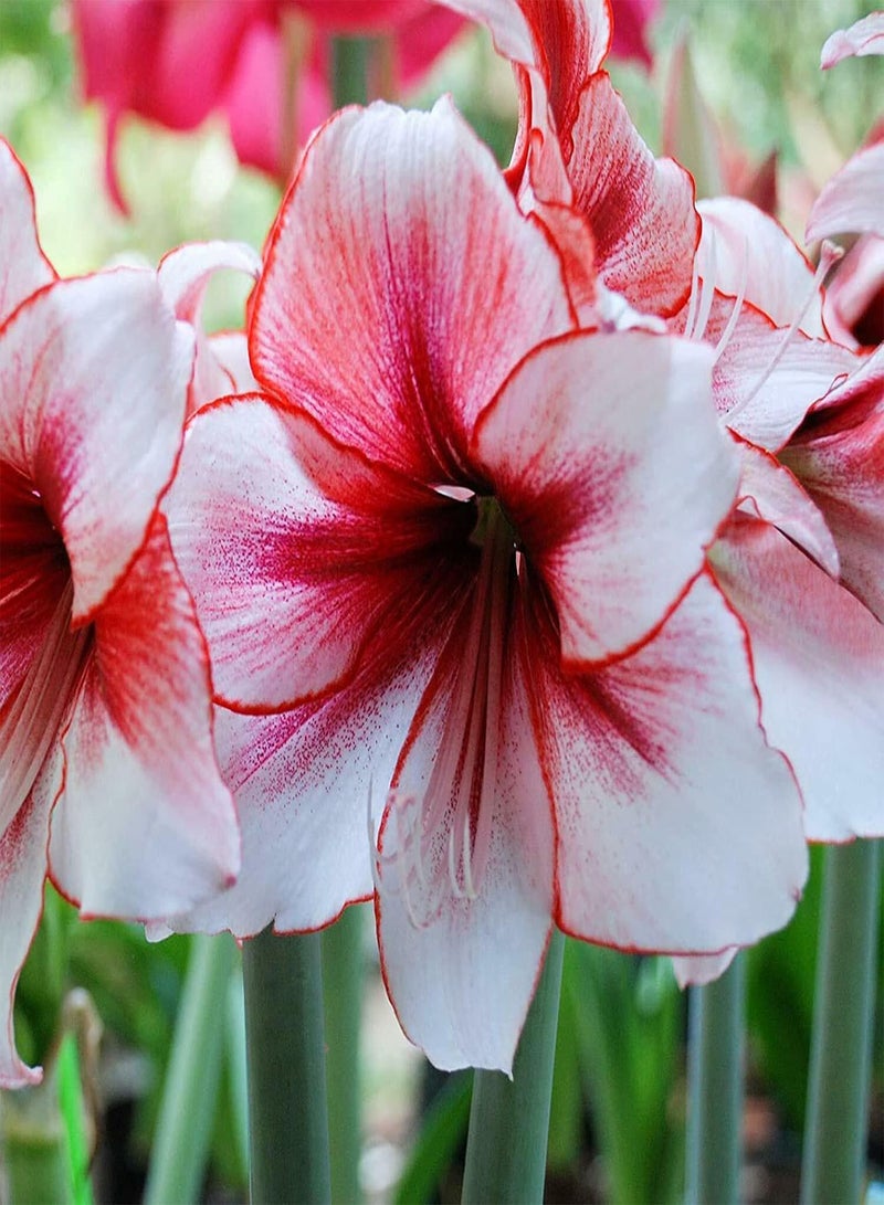 GGOOT 50Pcs/Bag Rare Red Amaryllis seeds Seeds Strong Root Perennial Planting Perennial Fragrance Amaryllis Flower seeds for Home Garden Decor Seed - Image 1