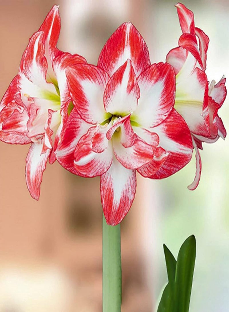 GGOOT 50Pcs/Bag Rare Red Amaryllis seeds Seeds Strong Root Perennial Planting Perennial Fragrance Amaryllis Flower seeds for Home Garden Decor Seed - Image 4