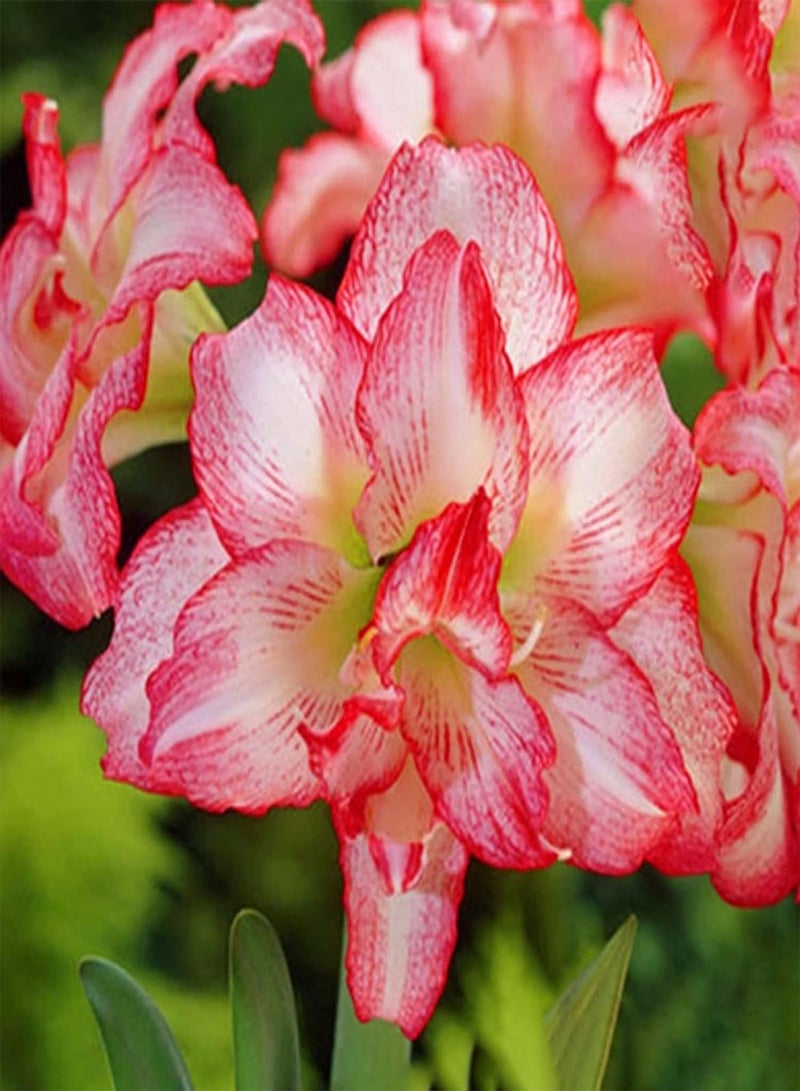 GGOOT 50Pcs/Bag Rare Red Amaryllis seeds Seeds Strong Root Perennial Planting Perennial Fragrance Amaryllis Flower seeds for Home Garden Decor Seed - Image 5