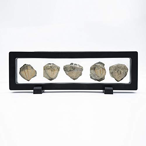 Lymhy Set of 5 Authentic Arthropod Real Trilobite Tail Fossil Rocks Kit Come 450 Million Years ago for Collections and Education - Image 5