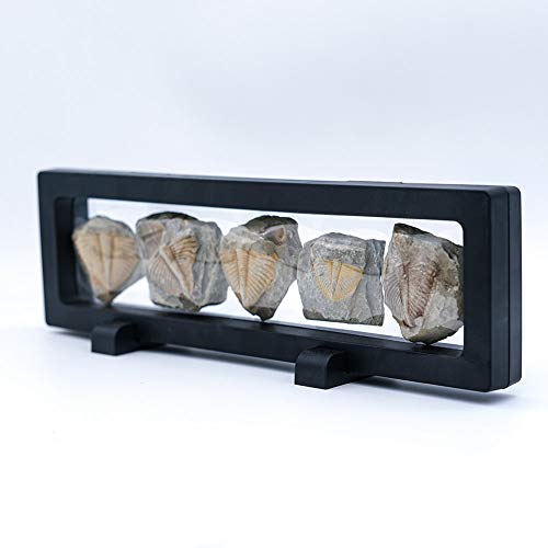 Lymhy Set of 5 Authentic Arthropod Real Trilobite Tail Fossil Rocks Kit Come 450 Million Years ago for Collections and Education - Image 4