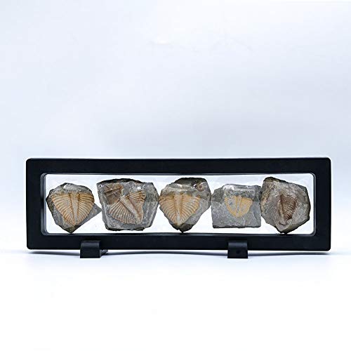 Lymhy Set of 5 Authentic Arthropod Real Trilobite Tail Fossil Rocks Kit Come 450 Million Years ago for Collections and Education - Image 3