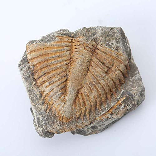 Lymhy Set of 5 Authentic Arthropod Real Trilobite Tail Fossil Rocks Kit Come 450 Million Years ago for Collections and Education - Image 2