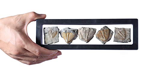 Lymhy Set of 5 Authentic Arthropod Real Trilobite Tail Fossil Rocks Kit Come 450 Million Years ago for Collections and Education - Image 1