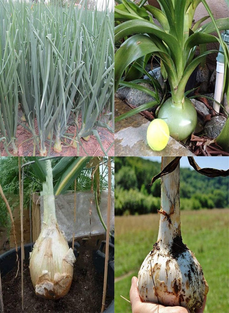 GGOOT 50 Pcs Giant Onion Seeds, Spanish Heirloom Vegetable Garden Bonsai Farm Yard Plant - Image 1