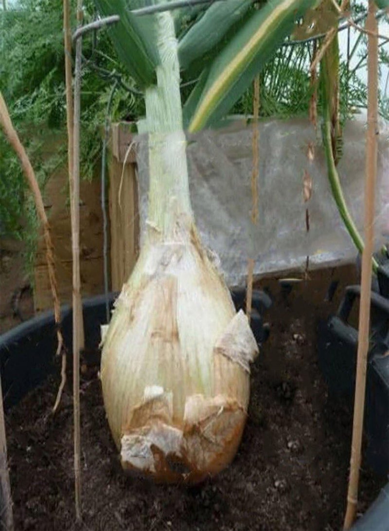 GGOOT 50 Pcs Giant Onion Seeds, Spanish Heirloom Vegetable Garden Bonsai Farm Yard Plant - Image 3