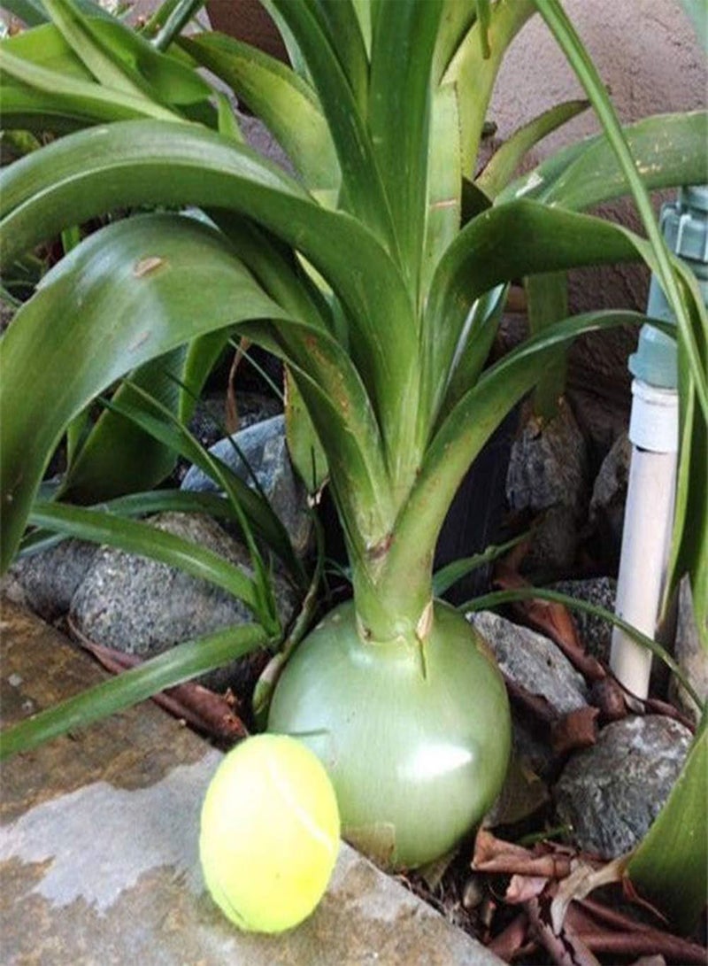 GGOOT 50 Pcs Giant Onion Seeds, Spanish Heirloom Vegetable Garden Bonsai Farm Yard Plant - Image 2