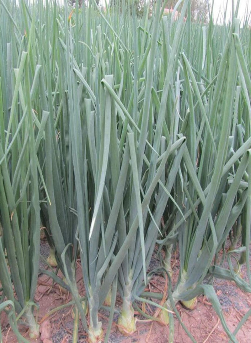 GGOOT 50 Pcs Giant Onion Seeds, Spanish Heirloom Vegetable Garden Bonsai Farm Yard Plant - Image 5