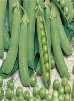 30 Seeds of Pea Oregon Sugar Pod