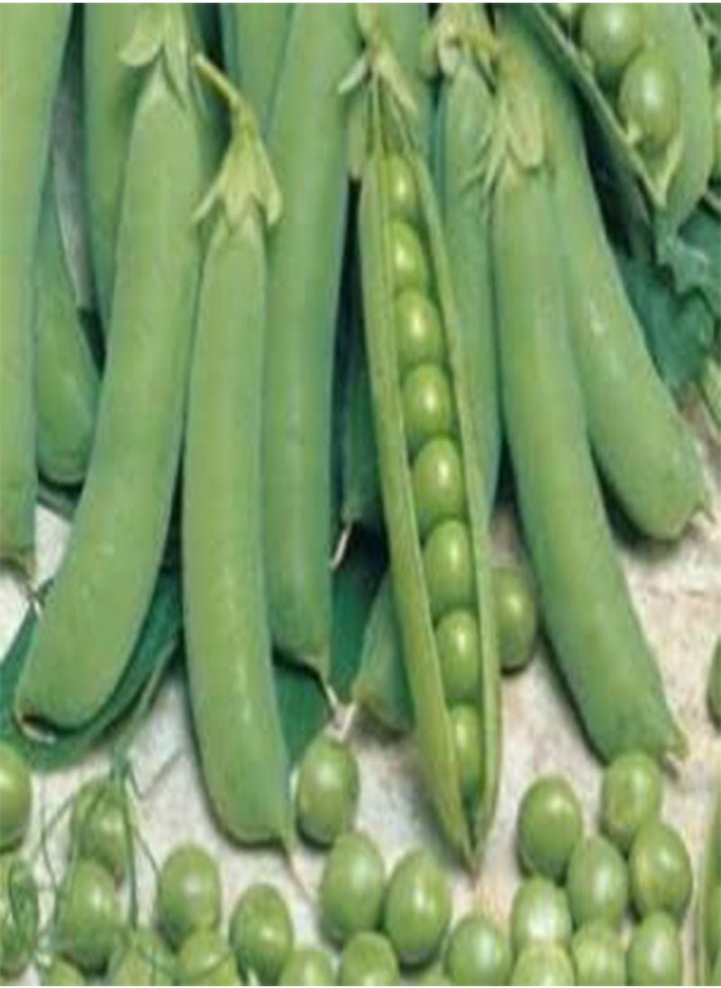 GGOOT - 30 Seeds of Pea Oregon Sugar Pod - Image 1