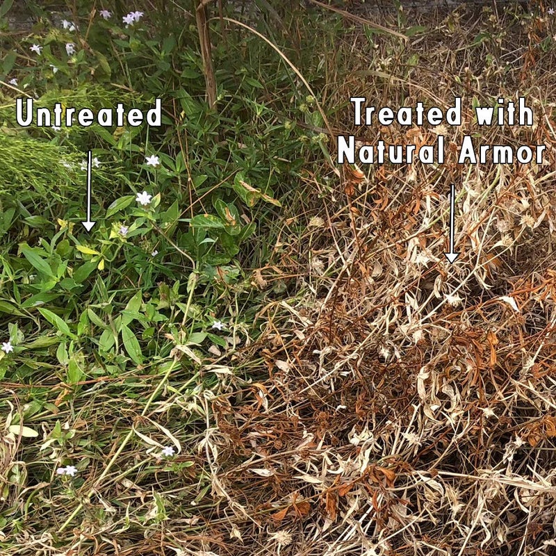 Natural Armor قاتل الأعشاب والطحالب الطبيعي - تركيبة مركزة طبيعية. لا يحتوي على جلايفوسات (320 أونصة. 2.5 جالون) - Image 5