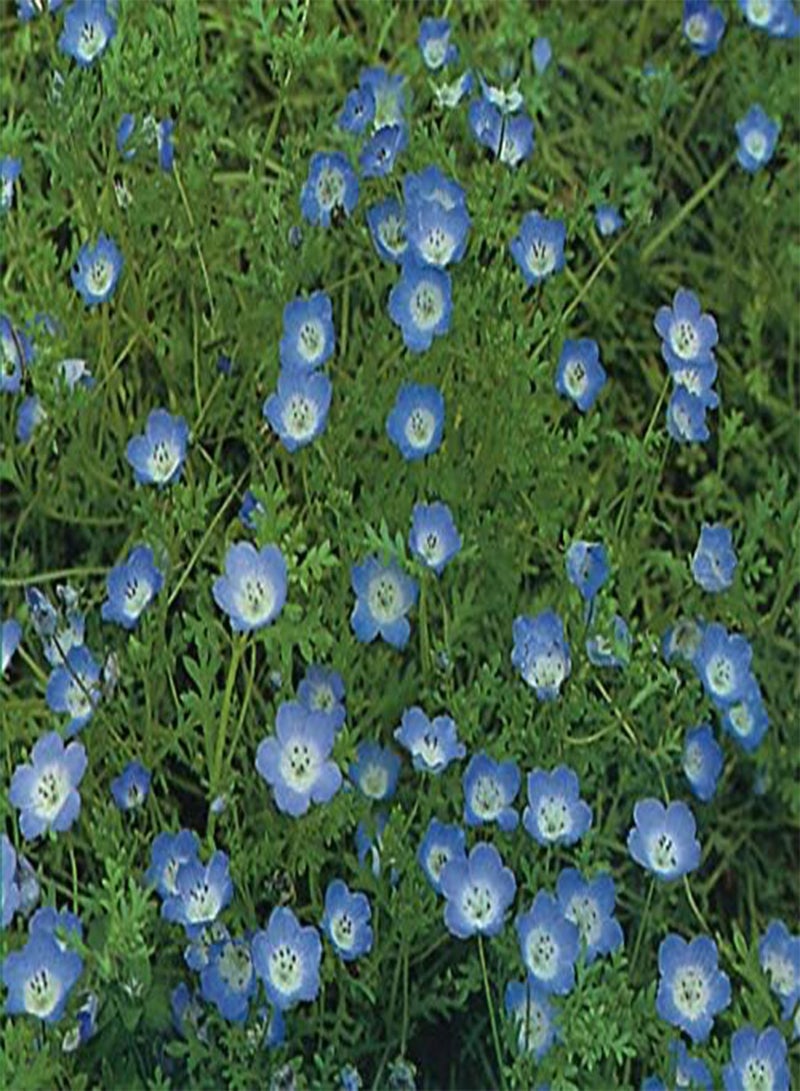 GGOOT Nemophila Menziesii (Baby Blue Eyes) Approx. x100 Seeds Easy to Grow