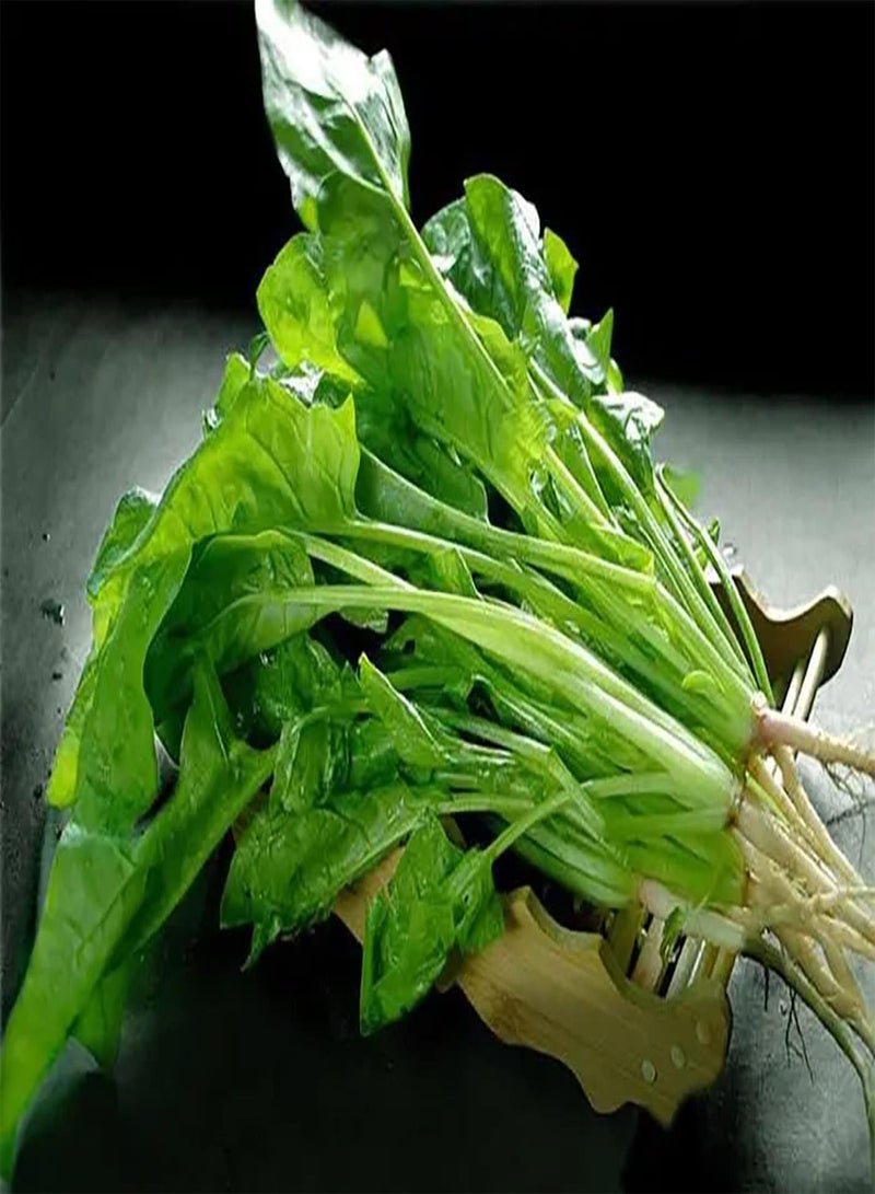 GGOOT 40pcs Spinazie Zaden Winterharde Donkergroene Bladeren Groente voor Tuinbeplanting Gemakkelijk te Kweken Geschikte Beginners Meepcs voorkomende Groentegewassen op de boerderij - Image 2