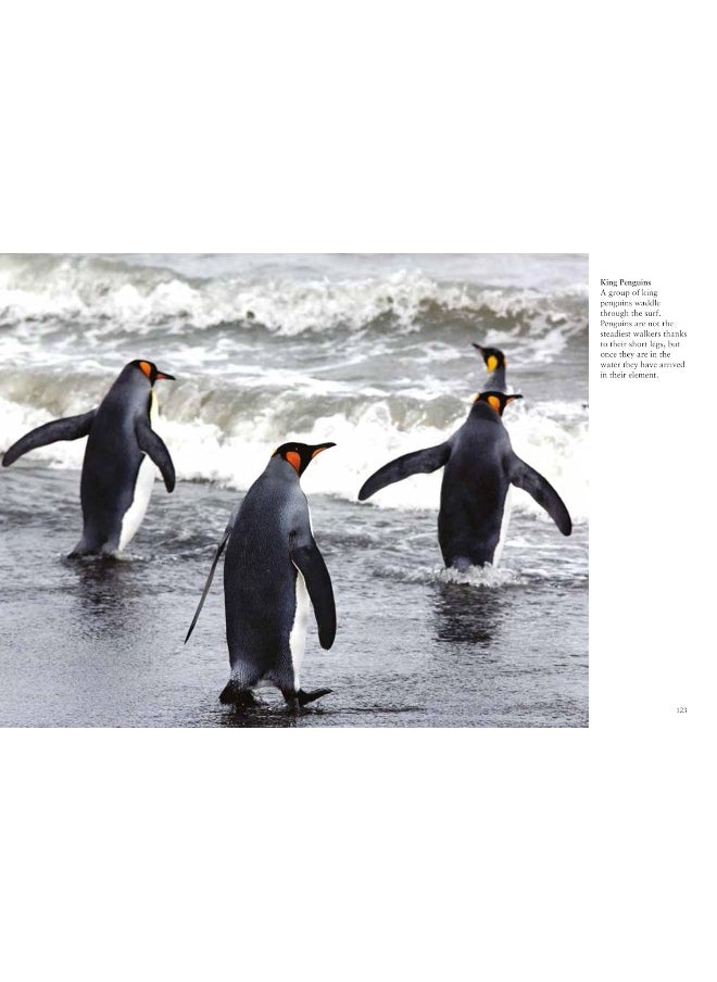 Penguins  - Image 4