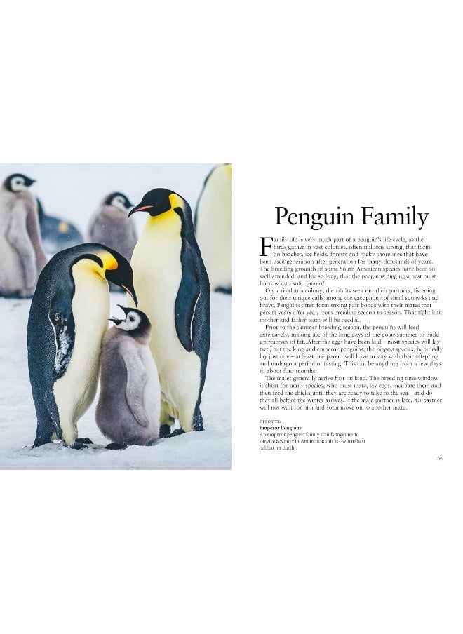 Penguins  - Image 5