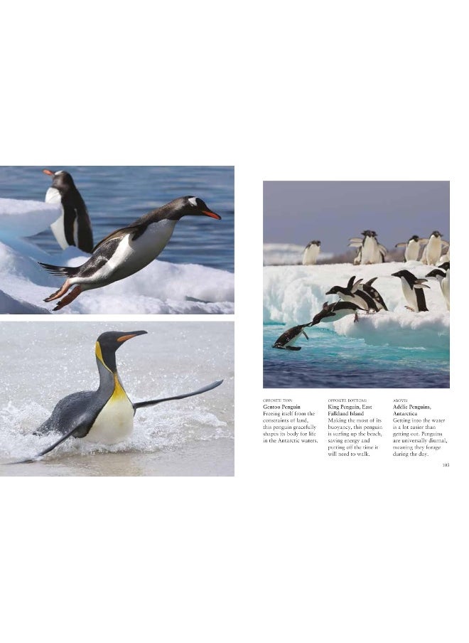 Penguins  - Image 2
