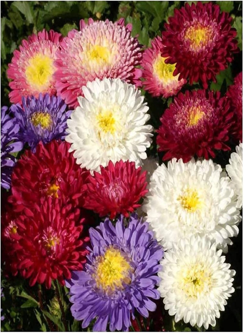 GGOOT Flower Aster China Powderpuff Mix 8798 (Mulit) 200 Non-GMO, Open Pollinated Seeds - Image 1