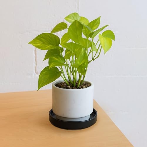 D'vine Dev Modern Round 5.4 Inch Ceramic Plant Pot Saucer, Planter Pot Drainage Tray for Indoor Plants, Set of 2, Matte Black, 97-T-B-22 - Image 3