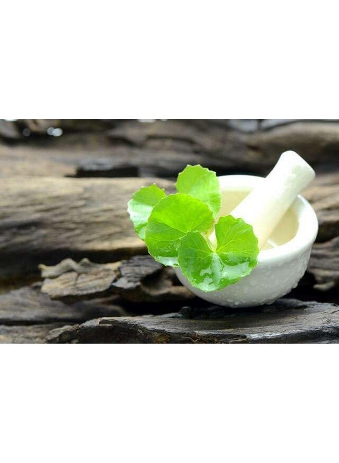 Natural Health Products Brahmi Powder For Brain, Memory, Edible, Drinking, Eating, Kids, Pure, Organic, Herbal, Hair Care(Growth, Strong, Silky & Smooth Hairs), Bacopa Monnieri, Pack(100Gm) Organic  - Image 4