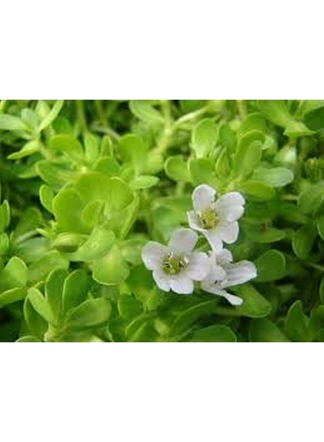 Natural Health Products Brahmi Powder For Brain, Memory, Edible, Drinking, Eating, Kids, Pure, Organic, Herbal, Hair Care(Growth, Strong, Silky & Smooth Hairs), Bacopa Monnieri, Pack(100Gm) Organic  - Image 3