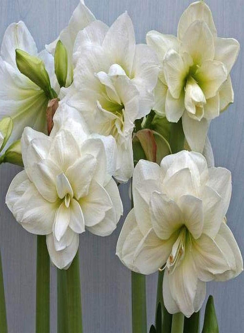 GGOOT 2 weiße Amaryllis Zwiebeln mehrjährig winterhart für Garten Terrasse Hof Bepflanzung Schnittblumen Gartenarbeit Verschönerung der Umgebung hoher Zierwert - Image 2