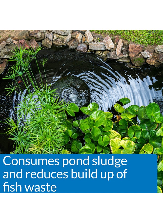 API POND-ZYME SLUDGE DESTROYER Pond Cleaner With Natural Pond Bacteria And Barley, 8oz container (146) - Image 3