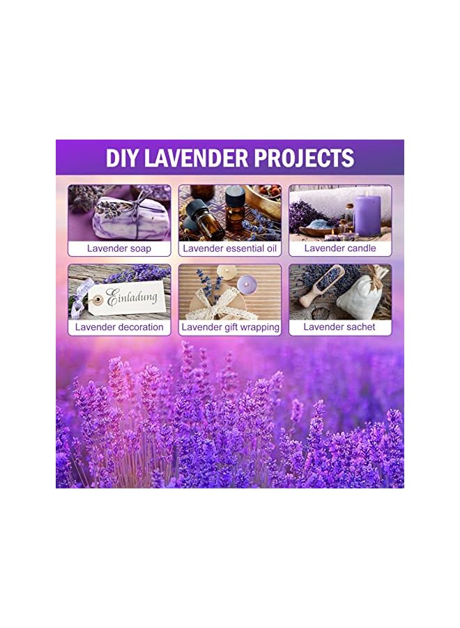 The Bros Natural Dried Lavender Flowers for Home Decoration (Pack of 2) - Image 3