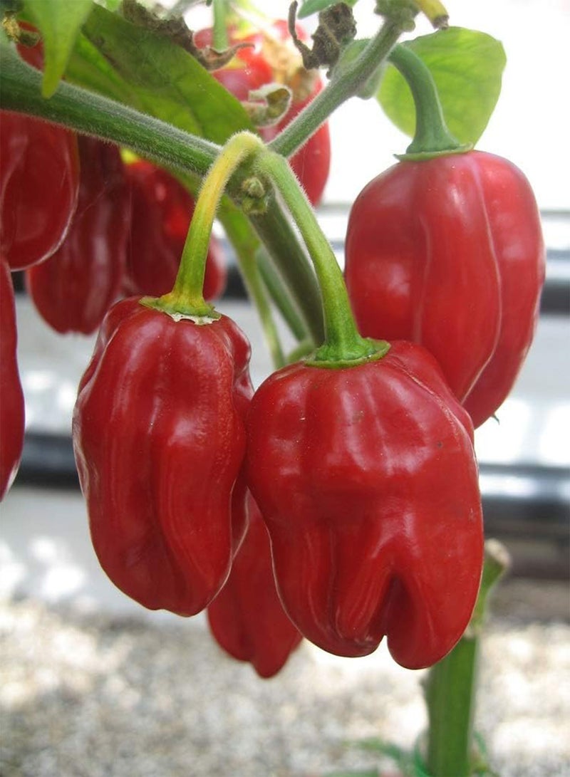 GGOOT HOT Chilli Pepper - Habanero RED - 600 Organic/BIO - Bulk - Image 1