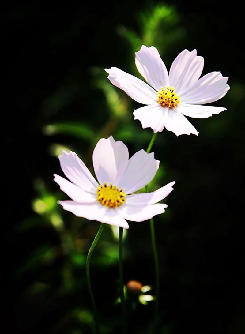 جي جوت 200 قطعة من أساسيات ديكور المنزل Witte Kosmos Zaden Zeldzame Exotische Geur Trekt Vlinders Bijen Weinig Onderhoud - Image 1