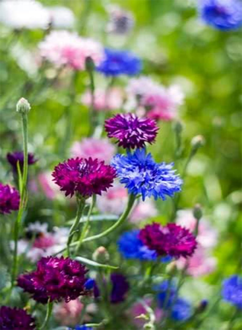 جي جوت بذور Centaurea cyanus مزيج خاص (زهرة الذرة) 100 بذرة - Image 2
