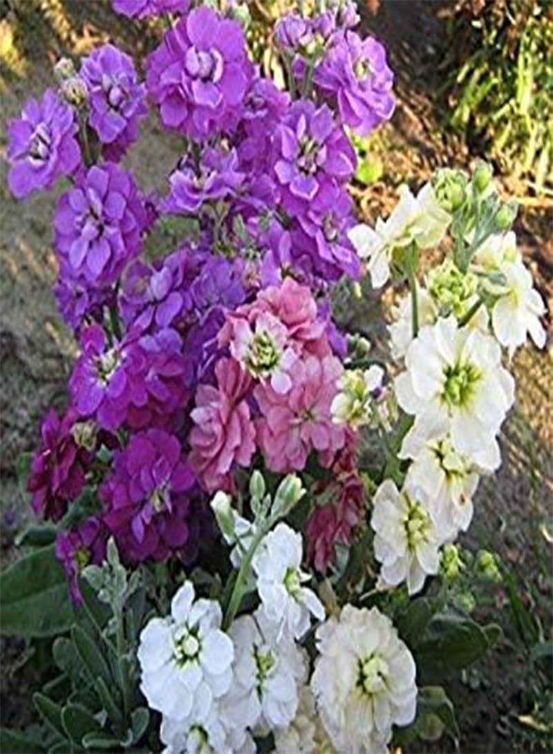 جي جوت المخزون - عشرة أسابيع من الزهور الكبيرة المختلطة - 500 بذرة