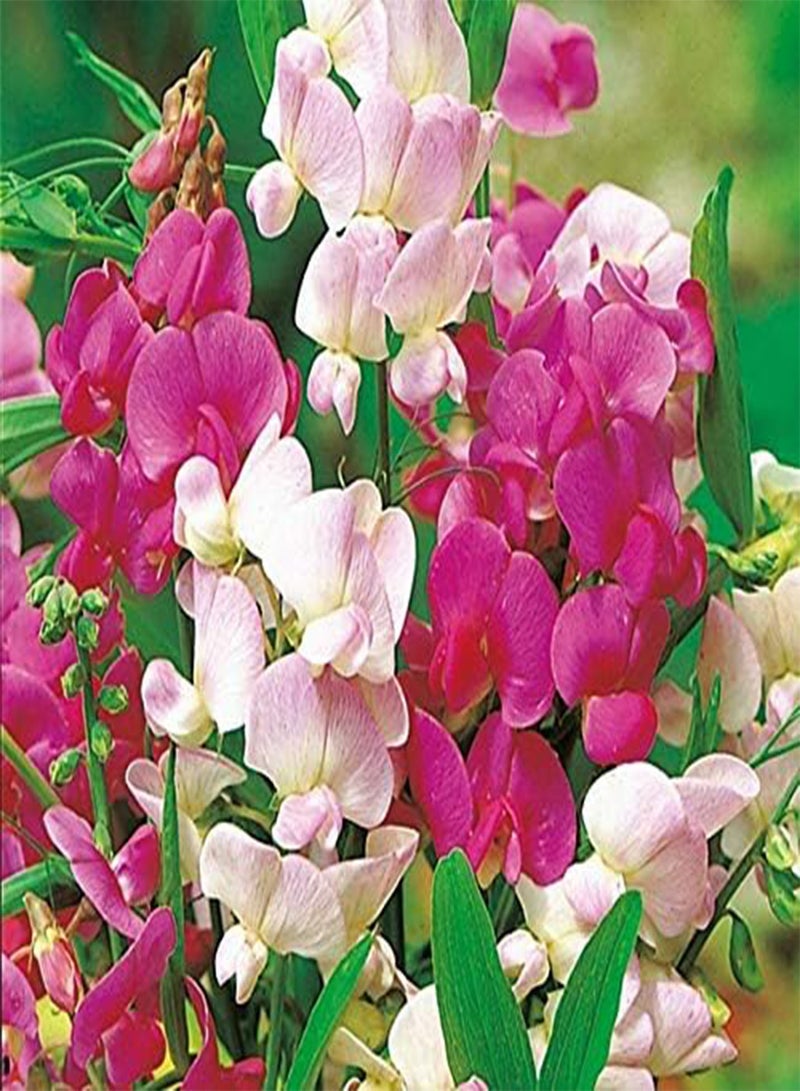 جي جوت Lathyrus Latifolius Ever Lasting Sweet Pea حوالي 20 بذرة بذور زهرة الجنية