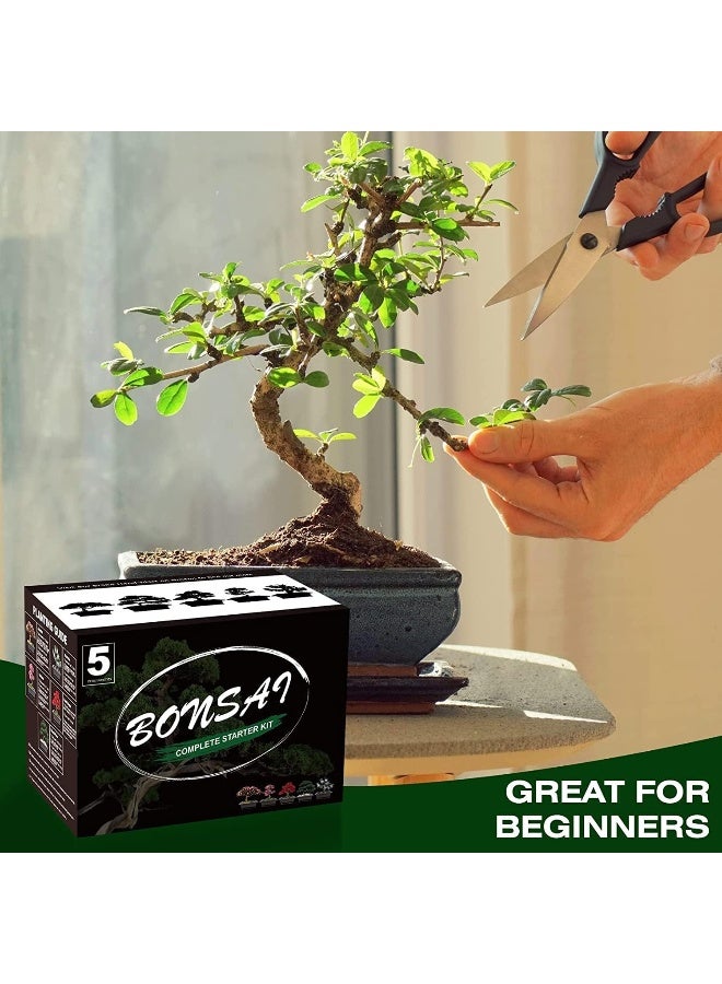 Generic 5 Bonsai Tree Kit Complete Plant Growing Tools, Grow in Pot Indoor Bonsai Tree Starter Kit, Great Home Gardening Potted Plants DIY Gift for Adults  - Image 2