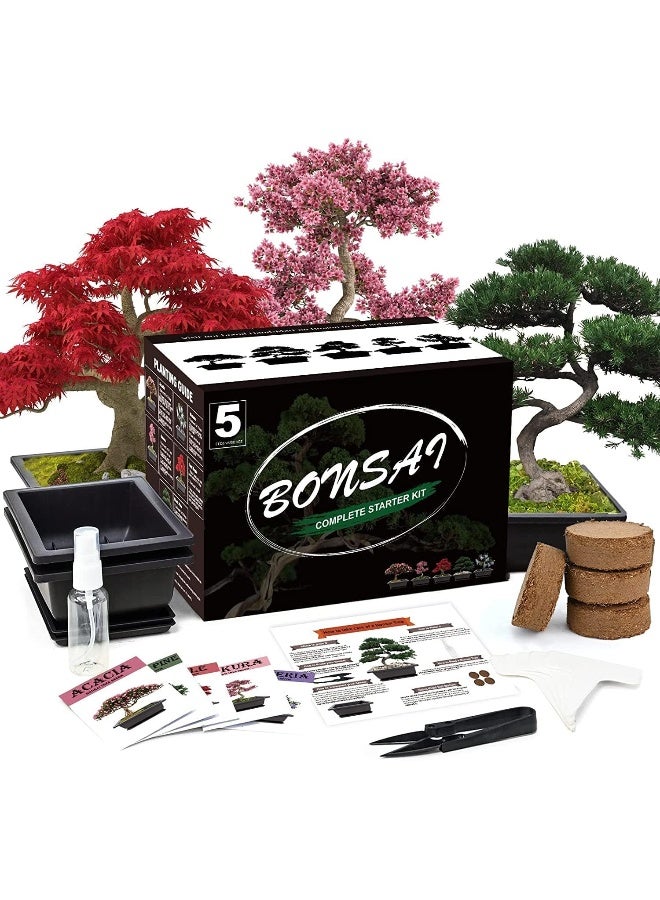 Generic 5 Bonsai Tree Kit Complete Plant Growing Tools, Grow in Pot Indoor Bonsai Tree Starter Kit, Great Home Gardening Potted Plants DIY Gift for Adults  - Image 4