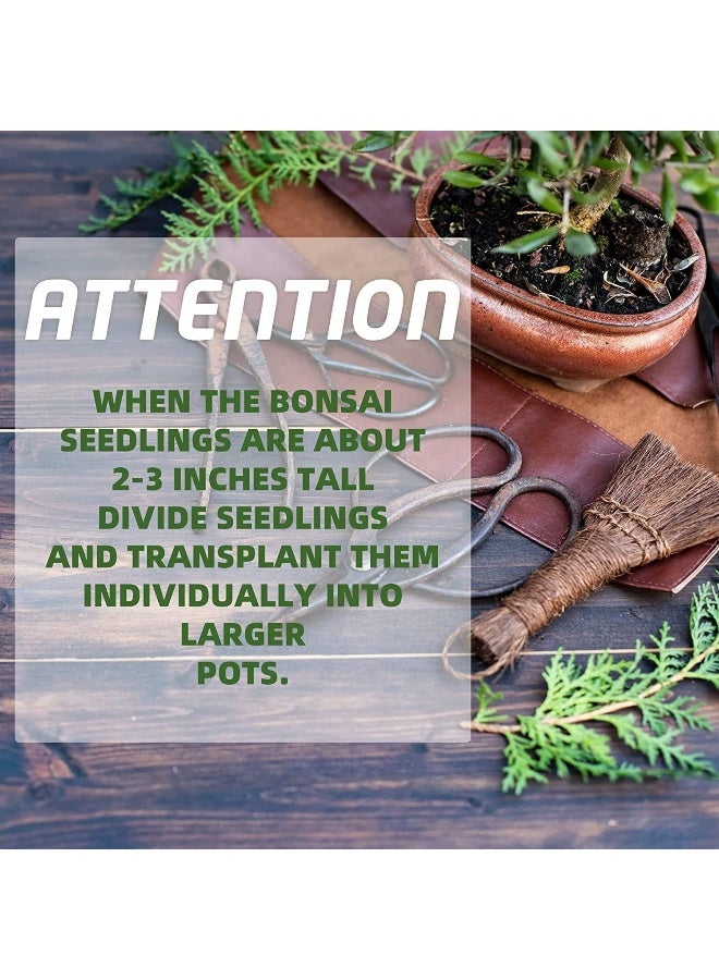Generic 5 Bonsai Tree Kit Complete Plant Growing Tools, Grow in Pot Indoor Bonsai Tree Starter Kit, Great Home Gardening Potted Plants DIY Gift for Adults  - Image 5
