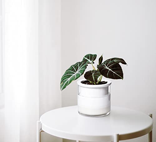 Phoenix Vine 4 Inch Self Watering Planter Pot, Design White Terracotta Pots for Plants, Indoor Cylinder Terra Cotta Pots with Glass Vase, Set of 4, 51-B-E-4 - Image 2